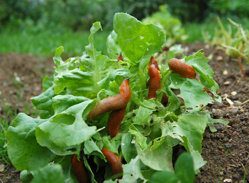 Nacktschnecke Nacktschnecke zwischen Gartenpflanzen